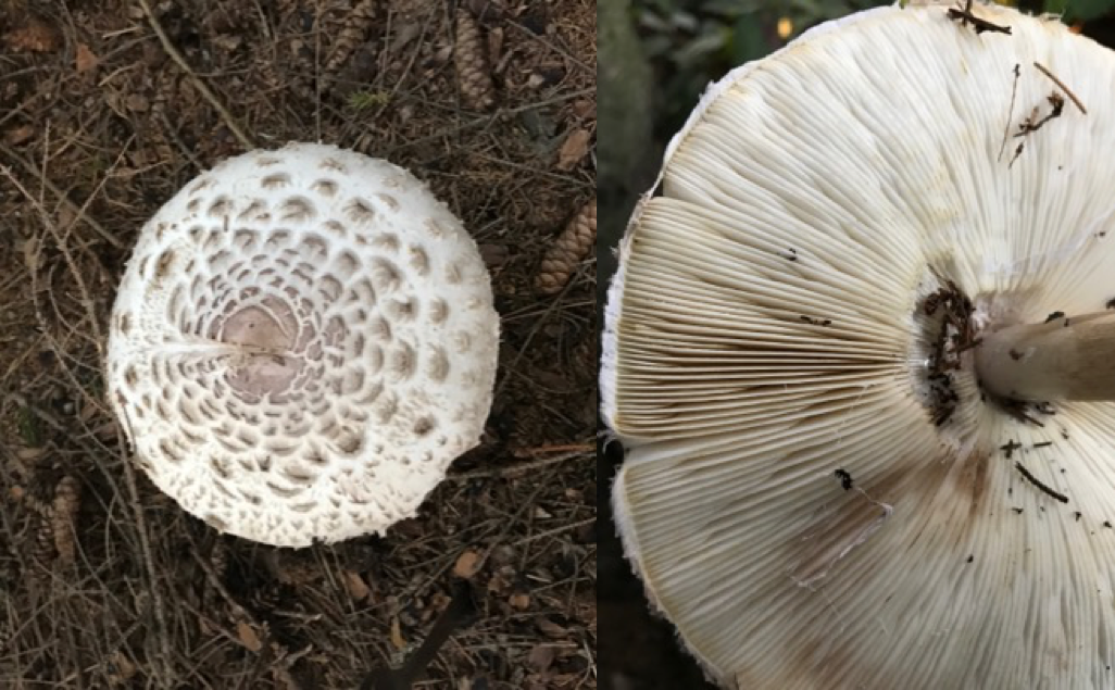 Chlorophyllum Rhacodes Figure 2